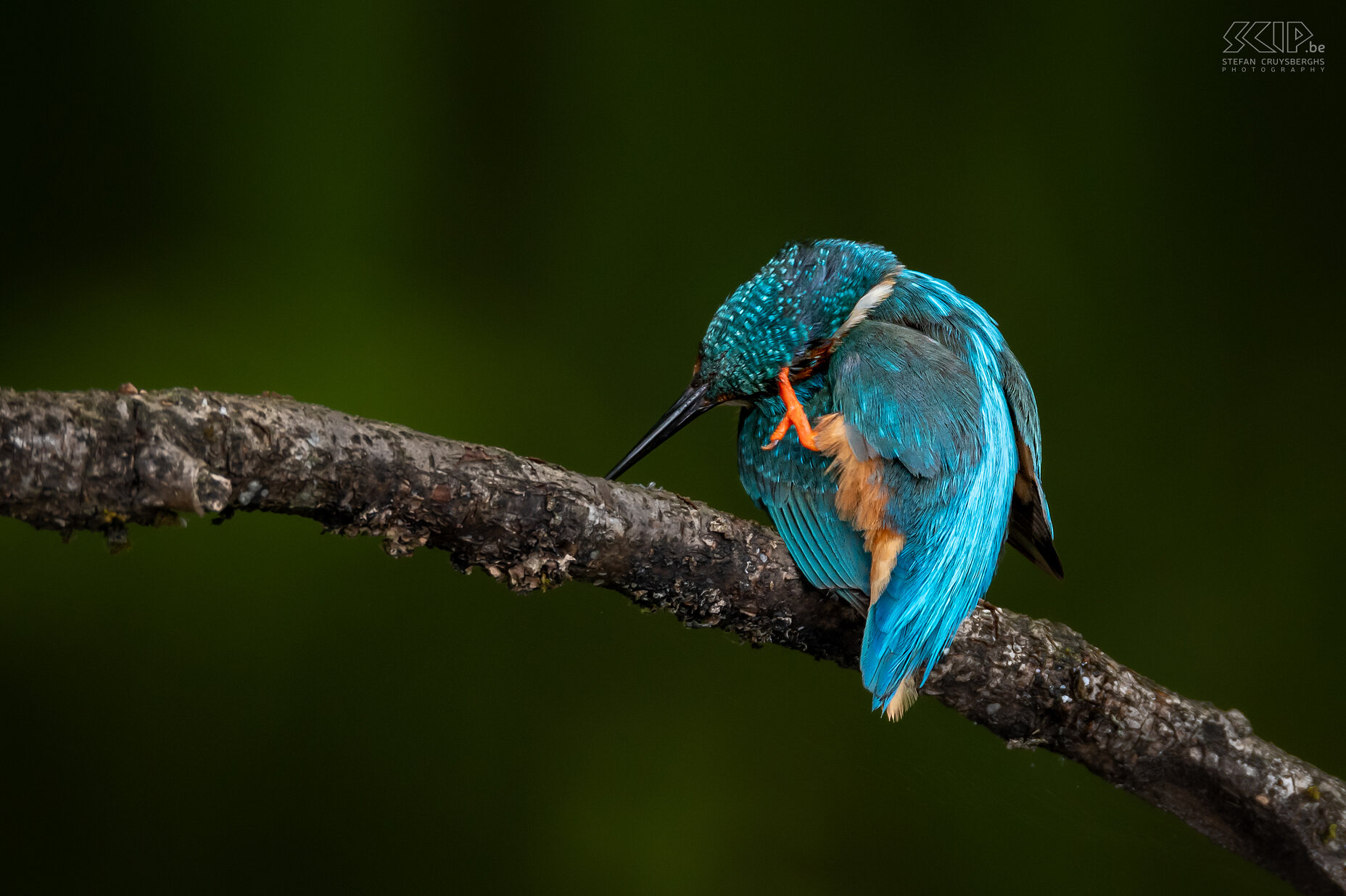 Kingfisher Some of my best images from recent years of one of the most beautiful birds in our country; the kingfisher. Stefan Cruysberghs